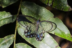 Pseudohaetera hypaesia