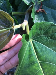 Ficus nota