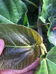 Ficus nota