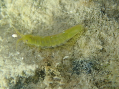 Idotea balthica