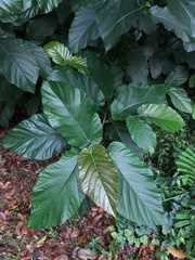 Ficus nota