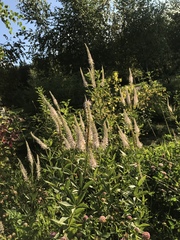 Veronicastrum
