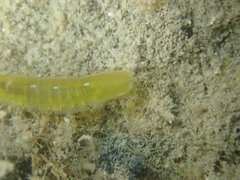 Idotea balthica