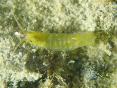 Idotea balthica