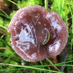 Thaxterogaster submagellanicus