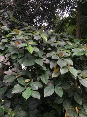 Ficus nota