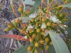Eucalyptus diversifolia