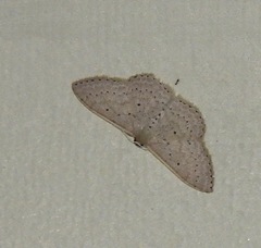 Scopula sublinearia