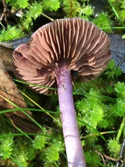 Thaxterogaster submagellanicus