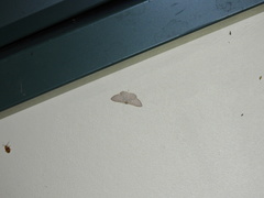 Scopula sublinearia