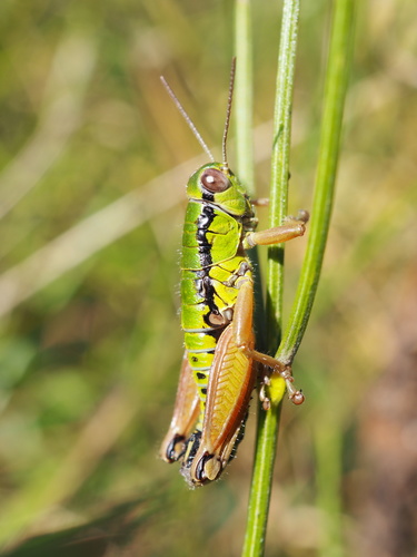 Baldo Mountain Grasshopper