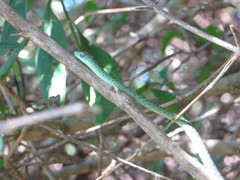 Philothamnus punctatus