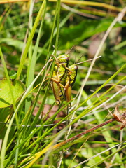 Pseudoprumna baldensis