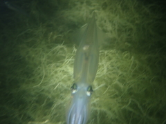 Alloteuthis subulata