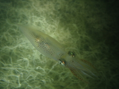 Alloteuthis subulata