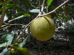 Desplatsia chrysochlamys