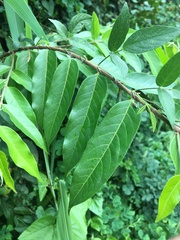 Casearia arborea