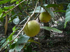 Desplatsia chrysochlamys