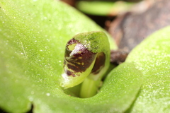 Corybas despectans