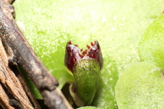 Corybas despectans