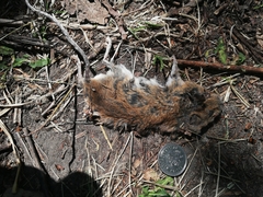 Apodemus flavicollis