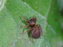 Chinattus parvulus