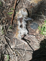 Apodemus flavicollis