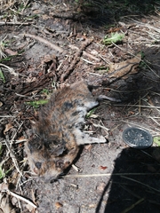 Apodemus flavicollis