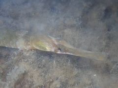 Syngnathus acus