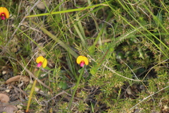 Isotropis cuneifolia