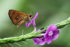 Iambrix salsala luteipalpis