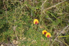 Isotropis cuneifolia