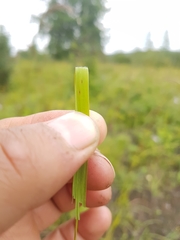Achnatherum confusum