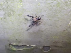 Harmochirus insulanus