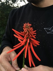 Erythrina eggersii