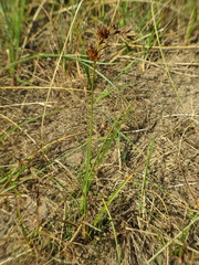 Carex arenaria