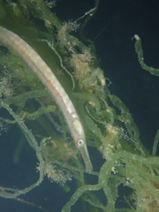Syngnathus acus
