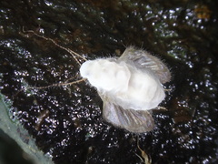 Entomophthorales