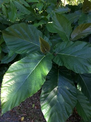Ficus nota