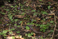Corybas recurvus
