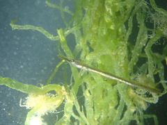 Syngnathus acus