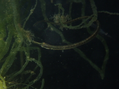 Syngnathus acus