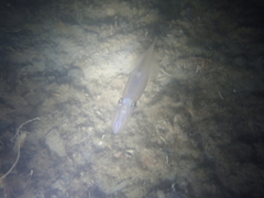 Alloteuthis subulata