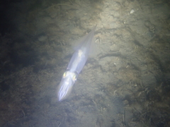 Alloteuthis subulata