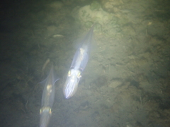 Alloteuthis subulata