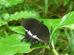 Papilio polytes