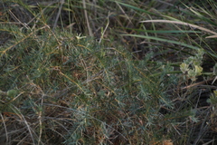 Banksia nutans