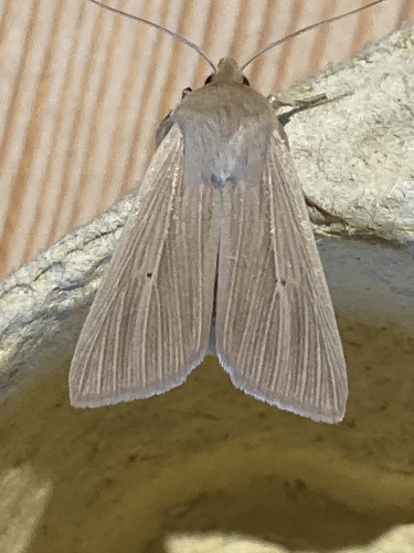 Common Wainscot