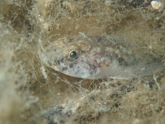 Pomatoschistus microps