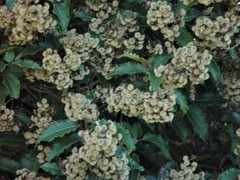 Olearia × macrodonta